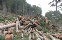 Шипкалии не дават гората си. Започнаха подписка против сечта / Новини от Казанлък