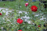 Засаждат близо 1000 рози в центъра на Казанлък / Новини от Казанлък