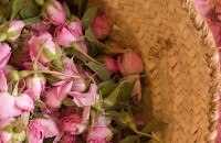 Маслодайна роза и Фестивал на розата / Новини от Казанлък