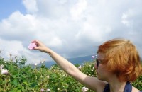 Белгийски младежи се включиха в брането на розов цвят и се влюбиха в България / Новини от Казанлък