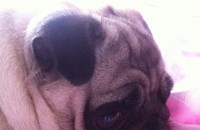 Собствениците на отровения Мопс разчитат на полицията / Новини от Казанлък