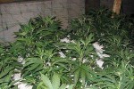 Поредна домашна оранжерия за канабис в Копринка разкриха полицаите / Новини от Казанлък