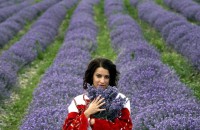 Розовата долина и тази година е лавандуловият лидер на Света / Новини от Казанлък