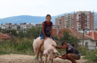 Роми яздят прасета по казанлъшките улици / Новини от Казанлък