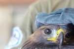 Освободиха излекуван в Зелени балкани скален орел край Тъжа / Новини от Казанлък