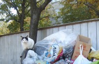 Намереното в контейнер бебе ще бъде кръстено Димитър и ще бъде взето в приемно семейство / Новини от Казанлък