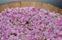 Шумен ще ухае на казанлъшки рози до края на януари / Новини от Казанлък