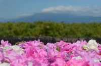 2014 в снимки - КАРТИЧКИ / Новини от Казанлък