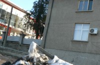 Запалиха пластмасов контейнер до оградата на Пожарната / Новини от Казанлък