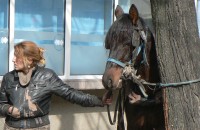 Кон с каруца вилня от западното до центъра в Казанлък /обновена/ / Новини от Казанлък