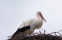 Пристигнаха първите щъркели в казанлъшкия регион /видео и снимки/ / Новини от Казанлък