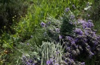 Кражба на лавандула в местността Оструша / Новини от Казанлък