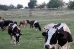 Двама са в ареста за кражба на крави и телета / Новини от Казанлък