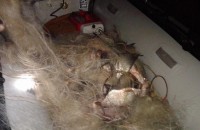  / Новини от Казанлък