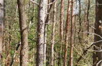 Горското: Сечта над Бузовград показана в РепорТИ е законна / Новини от Казанлък