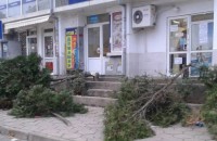 Вандали отрязаха 3 кипариса на Пазара пред Джамията тази нощ / Новини от Казанлък