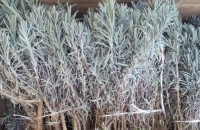 Арестуваха 24-годишен мъж за кражба на лавандула / Новини от Казанлък