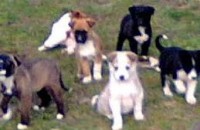 Съдбата на кутретата от Средногорово / Новини от Казанлък