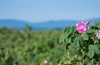 Откраднаха 6 хиляди розови храсти / Новини от Казанлък