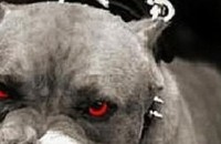 Питбулите са прибрани в приюта, собственикът им е арестуван / Новини от Казанлък