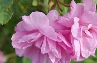  / Новини от Казанлък