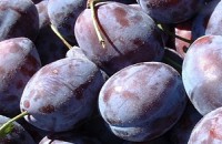 Откриха 1,7 тона сини сливи при проверка в квартал „Казмера“ / Новини от Казанлък