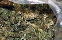 Откриха марихуана в Николаево / Новини от Казанлък