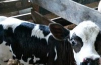 Община Казанлък вече е собственик на бившето помощно стопанство на военните / Новини от Казанлък