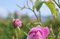  / Новини от Казанлък