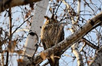 Совите „полазиха“ Казанлък навръх Игнажден тази година / Новини от Казанлък