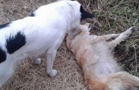  / Новини от Казанлък