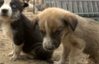 Ветеринари на протест в Казанлък / Новини от Казанлък