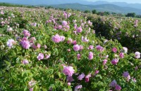 Казанлък подкрепя розопроизводителите / Новини от Казанлък