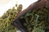 Над 220 гр. трева е намерена в къща в Бузовград / Новини от Казанлък