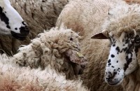  / Новини от Казанлък