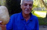 Картоф-рекордьор отгледаха в Овощник / Новини от Казанлък