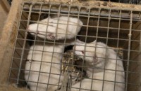 Граждански организации на среща с посланика на Дания във връзка с проблемите на фермерството на ценни кожи в България / Новини от Казанлък