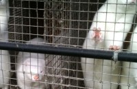 Защитниците на животни се срещнаха с датския посланик заради бизнеса с ценни кожи / Новини от Казанлък