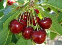  / Новини от Казанлък