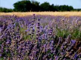  / Новини от Казанлък