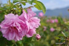  / Новини от Казанлък