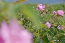  / Новини от Казанлък