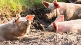  / Новини от Казанлък