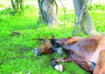  / Новини от Казанлък