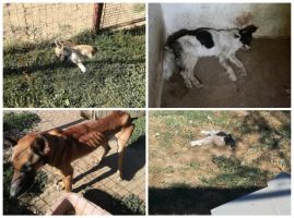  / Новини от Казанлък