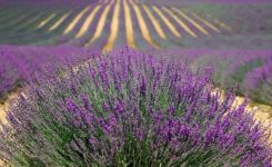  / Новини от Казанлък