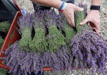  / Новини от Казанлък