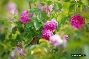  / Новини от Казанлък