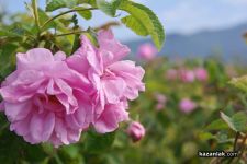  / Новини от Казанлък