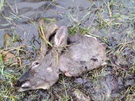 Казанлъчанин намери разчленен труп на сърна в Старата река / Новини от Казанлък